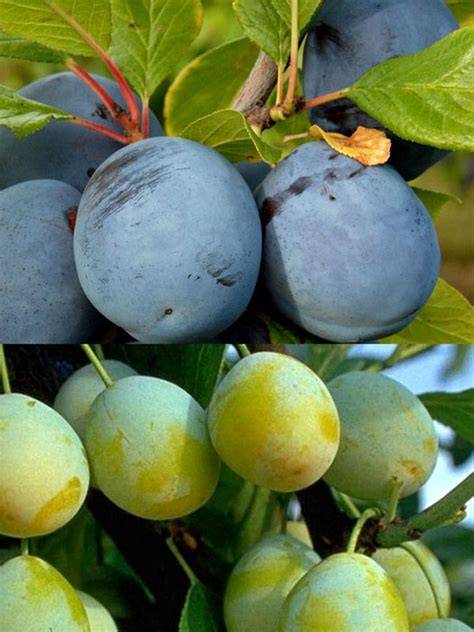Ideen-Collage: Erdbeermarmelade, Kirschen, Birnen-Zimt, Zwetschgen und Mirabellen