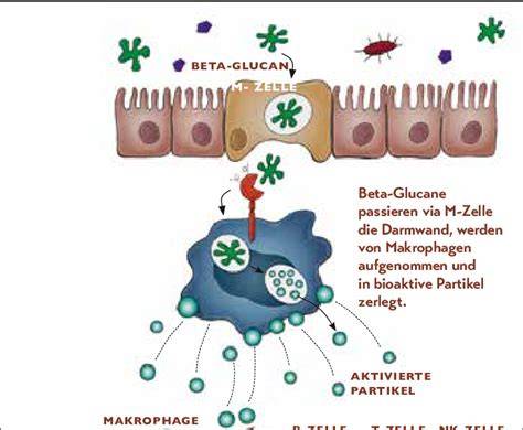 Illustration: Beta-Glucane und Cholesterinsenkung