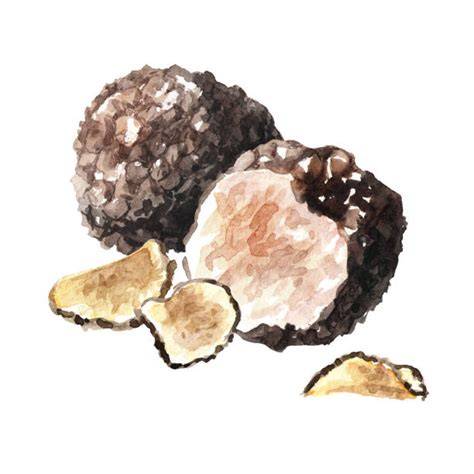 Illustration: Geschmackskombination Trüffel und Meersalz