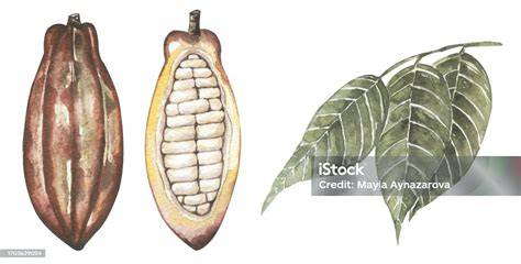 Illustration: Kakaobohnen, Stevia-Blätter und Vergleich Kalorien herkömmliche vs. Stevia-Schokolade