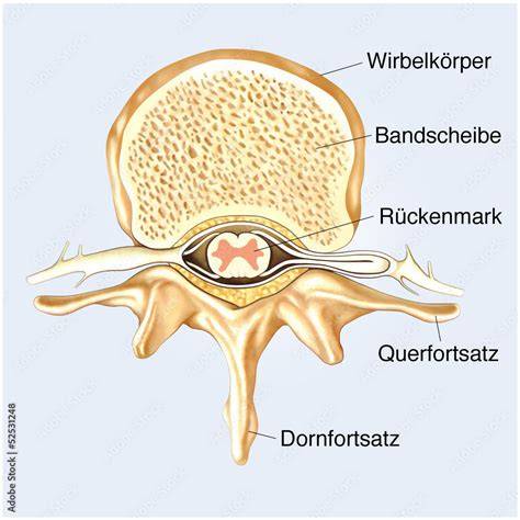 Illustration: Querschnitt eines Doppelkekses mit Nougatfüllung