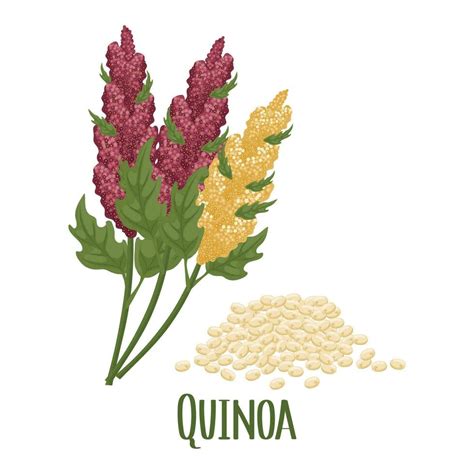 Illustration: Quinoa Körner, Kokosmilch, Früchte und Nüsse