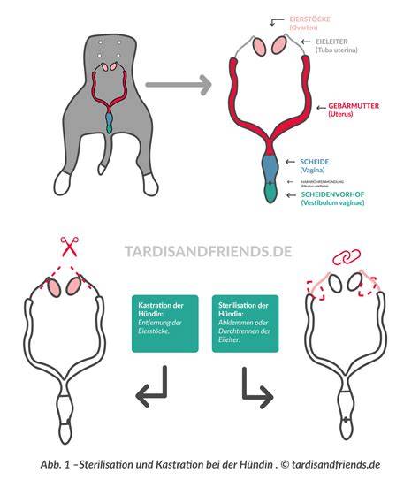 Illustration: Schritt-für-Schritt-Reaktion bei Hunden nach Schokoladenaufnahme