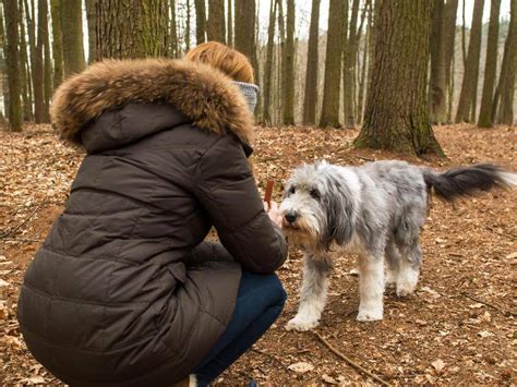 Illustration: Tipps zur Prävention - Wie Hundehalter ihr Tier schützen
