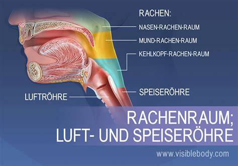 Illustration: Wirkungsbereiche Rachen Hals Atemwege
