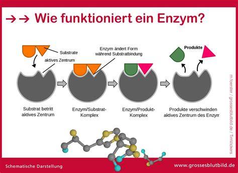 Illustration: Wirkungsweise von Licht und Enzymen auf Fruchtfarbe