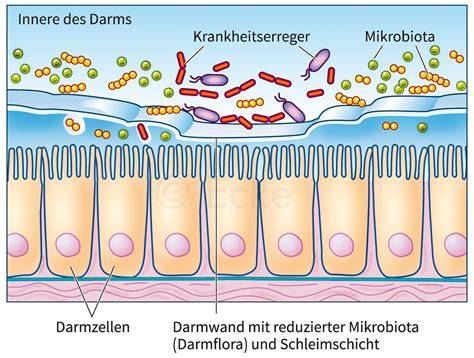 Illustration: Zusammenhang zwischen Darmmikrobiom und Heißhunger
