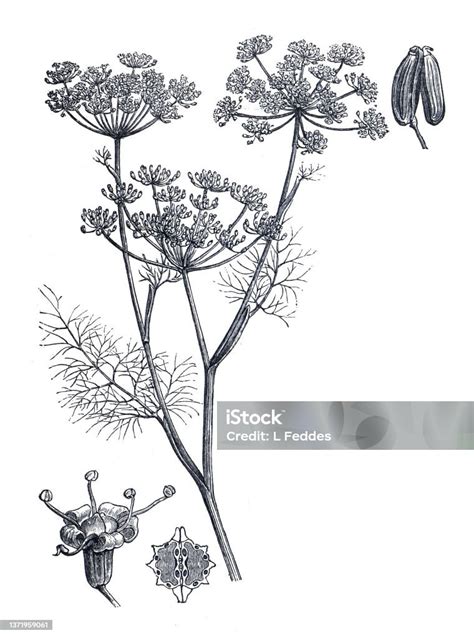 Illustration Fenchelpflanze und Samen