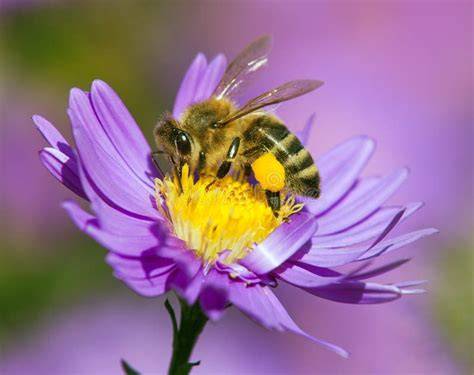Illustration Honigbiene auf Blüte mit Flügeln und Pollen