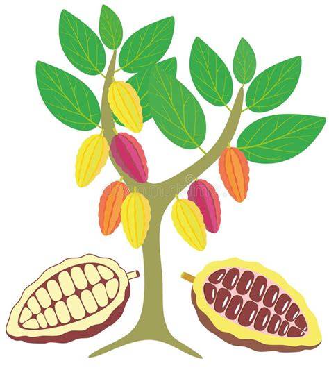 Illustration Kakaobaum: Anatomie von Wurzel, Blatt, Blüte und Frucht