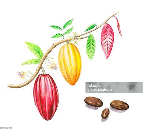 Illustration Kakaobohne und Kakaobaum