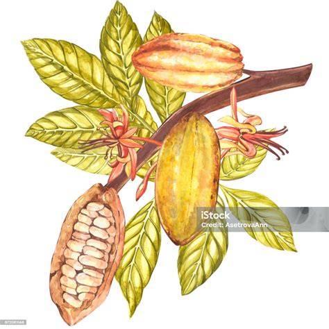 Illustration Kakaofrucht und Ernte