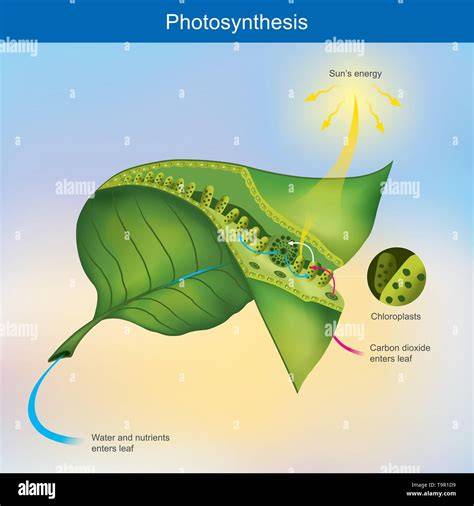 Illustration Photosynthese und Zuckerbildung in Pflanzen