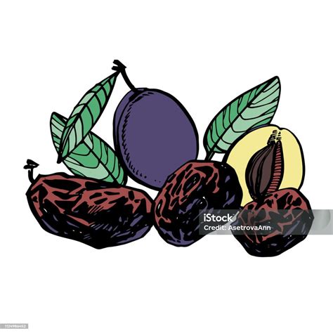 Illustration Saisonkalender Pflaumen und Zwetschgen (Juli-Oktober)
