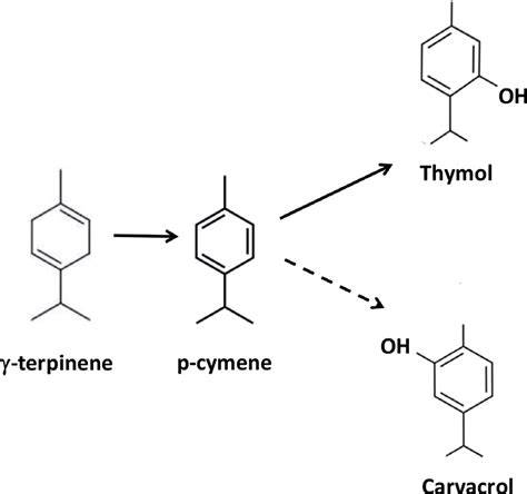 Illustration Thymianpflanze mit Inhaltsstoffen (Thymol, Carvacrol)