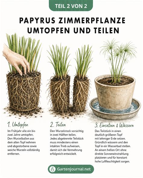 Illustration Umtopfen: Wurzelsystem und neues Pflanzgefäß