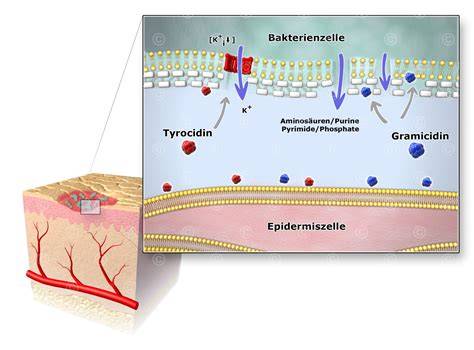 Illustration der Calcium-Komplex-Bildung mit Antibiotika