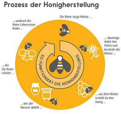 Illustration der Honigherstellung im Bienenstock