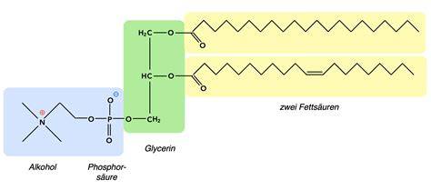 Illustration der chemischen Struktur von Lecithin