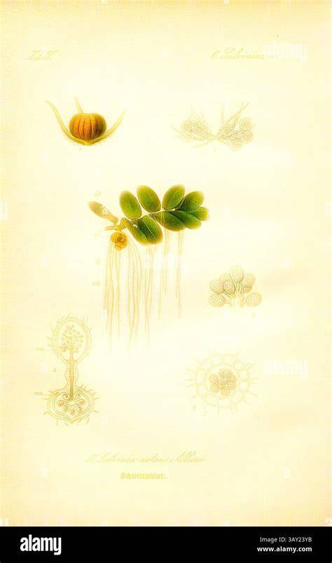 Illustration einer detaillierten Marzipanrose mit Blättern und Kegelbasis