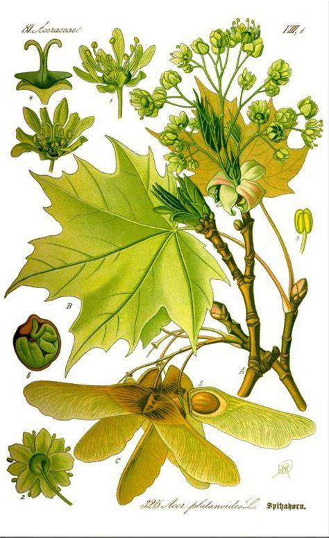 Illustration eines Zucker-Ahorns (Acer saccharum) mit Ahornsirup / Ahornzucker