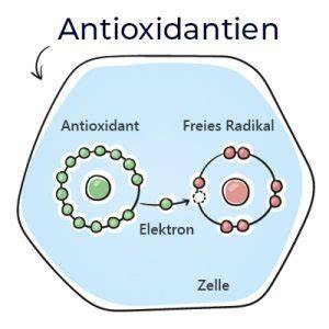 Illustration freier Radikale und antioxidativer Wirkung