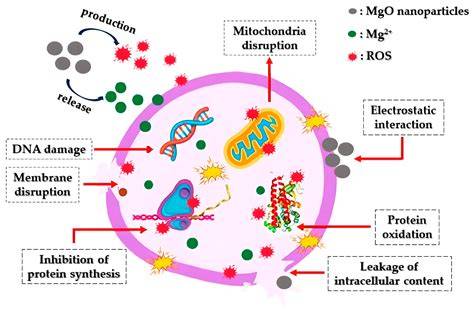 Illustration of MGO molecular structure and antibacterial mechanism