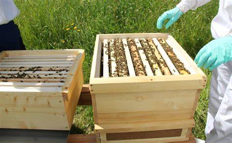 Imker am Bienenkasten beim Abfegen der Waben