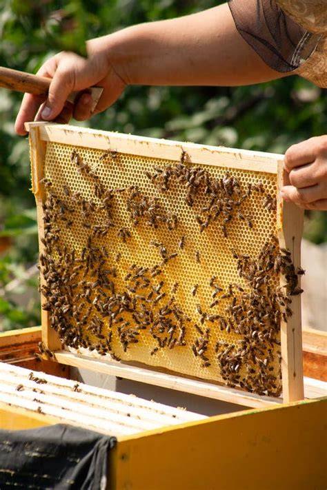 Imker am Bienenstock mit Honigwaben und Bienen