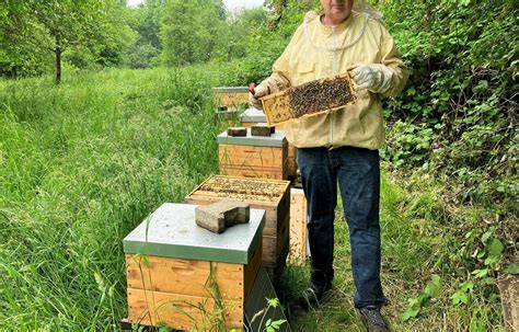 Imker am Waldrand mit Streuobstwiese in Bergisch Gladbach, Bienenkästen und regionale Blüte