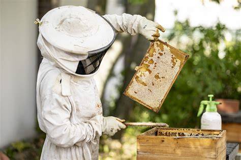 Imker bei der Arbeit: Bienenstöcke und Honigernte