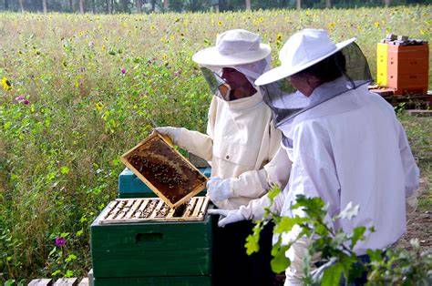 Imker bei der Arbeit am Bienenstock