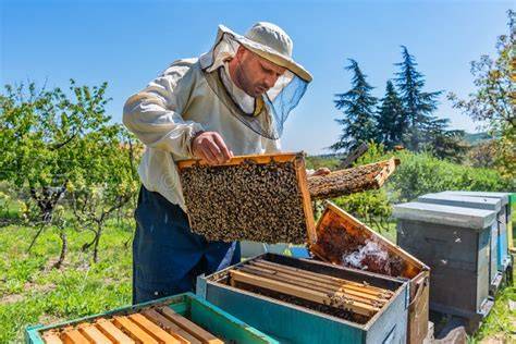 Imker bei der Arbeit am Bienenstock in der Uckermark