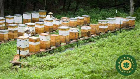 Imker bei der Ernte von Manuka-Honig in Neuseeland