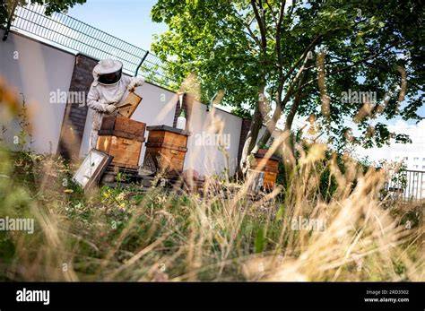 Imker bei der Honigernte im Sommer im Weserbergland
