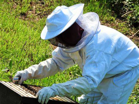 Imker beim Träufeln: Schutzkleidung, Glasflasche mit Lösung, Wintertraube