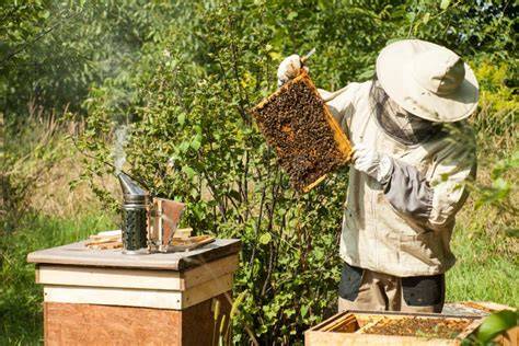 Imker betrachtet Flow Hive-Rahmen durch Sichtfenster
