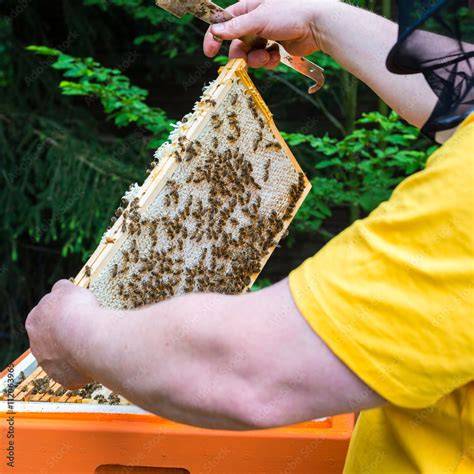 Imker entnimmt gedeckelte Honigwabe aus dem Bienenstock