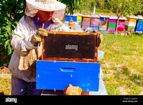 Imker mit Bienenstöcken im natürlichen Umfeld