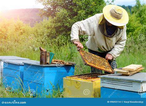 Imker mit Bienenstöcken nahe Lavendelfeldern