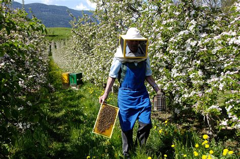 Imker und Bienenwelt Südtirol
