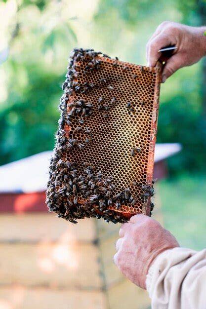 Imker zeigt Bienenrahmen und Honigwabe