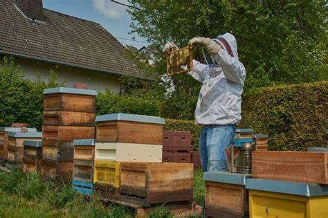 Imkerei: Bienen bei der Arbeit im Jahreszyklus