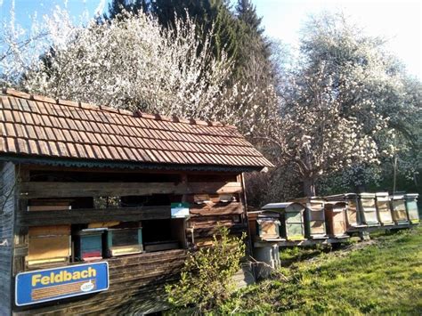 Imkerei im Harz: Bienenstöcke vor Bergpanorama, Blütenvielfalt