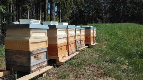 Imkerei in Augsburg: Bienen auf Blühfläche