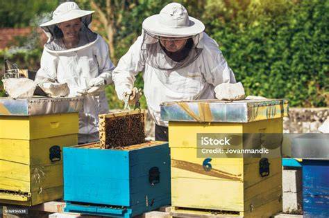 Imkerei mit Bienenstöcken auf der Halbinsel Schwansen