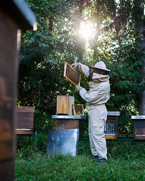 Imkerei und Bienen bei der Arbeit in Hinterzarten