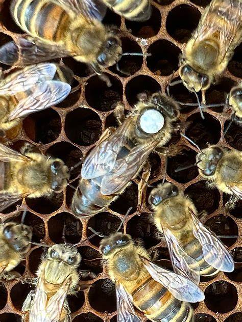 Imkerei und Bienenköniginnen - Zucht und Versand