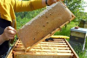 Imkerin bei der Arbeit mit norwegischen Bienen