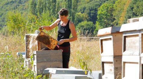 Imkerkurs: Theorie und Praxis, Einblick ins Bienenvolk, Ausbildung bei Dr. Pia Aumeier